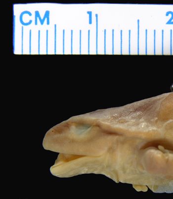 Media type: image; Herpetology A-22851